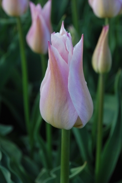 Tulp Ballade Lady